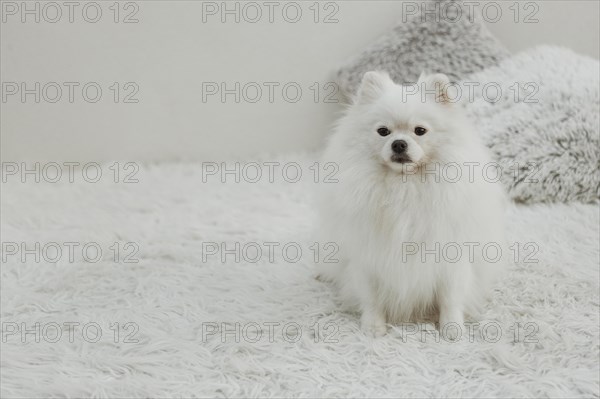 Beautiful white dog sitting bed copy space
