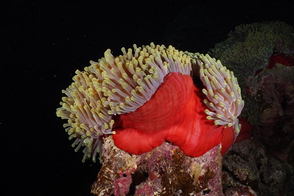 Red splendour anemone