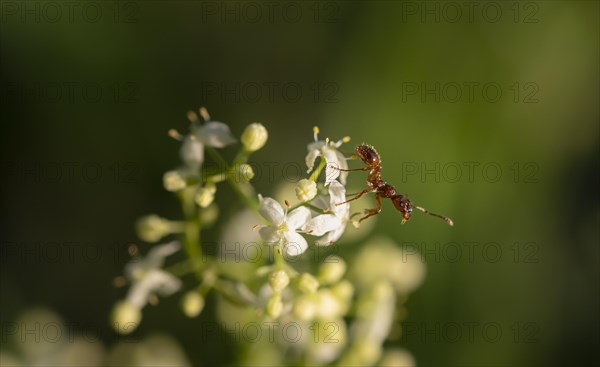 European fire ant