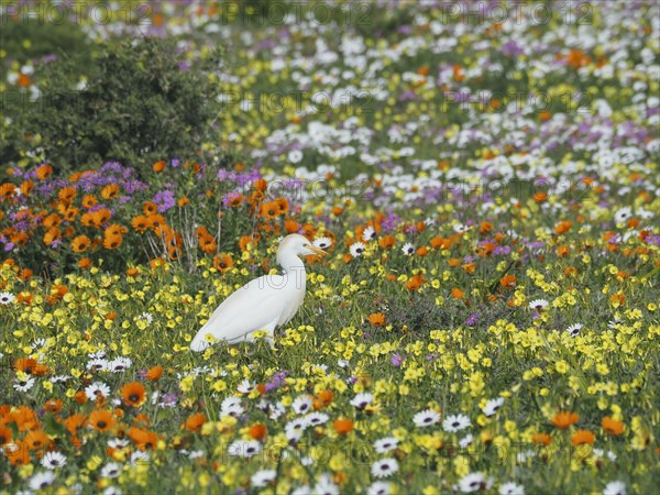 Yellow-billed egret