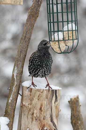 Common starling