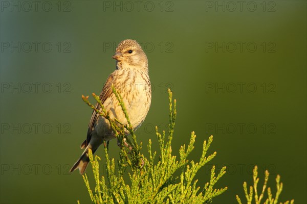 Linnet