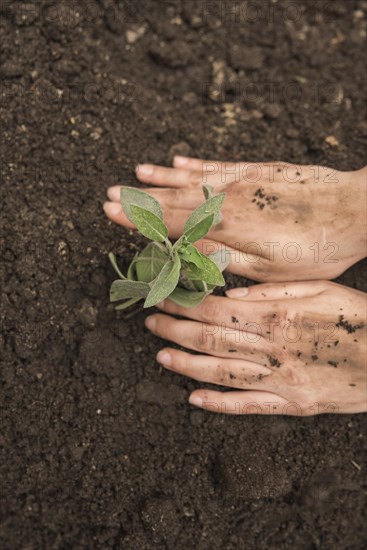 Human hand planting fresh young plant into soil