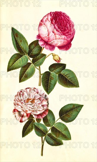 Rosa x centifolia