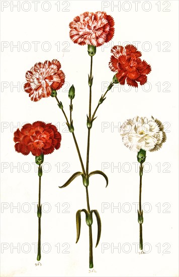 Carnation