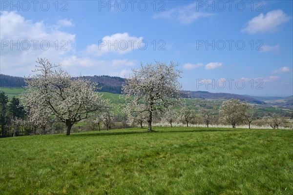 Cherry trees