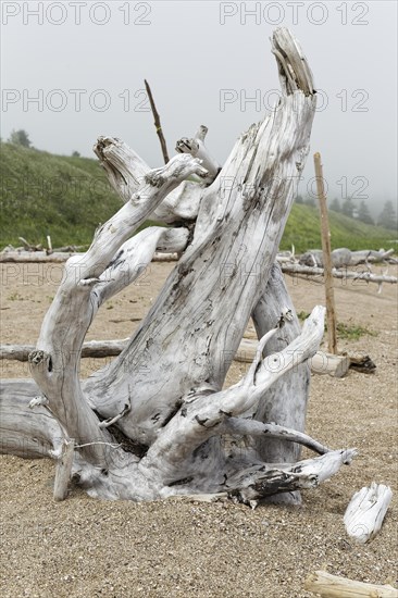 Driftwood on the beach