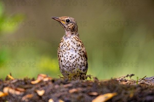 Song Thrush