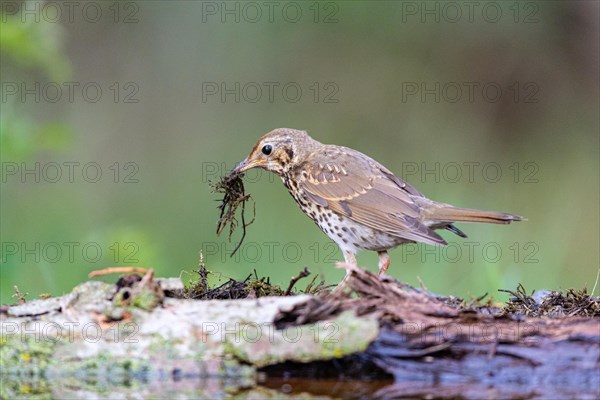 Song Thrush