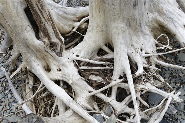 Driftwood on the beach