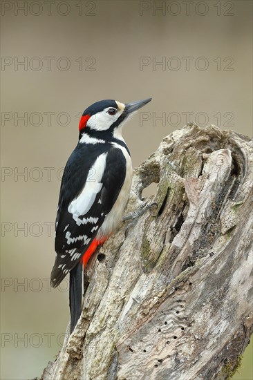 Great spotted woodpecker