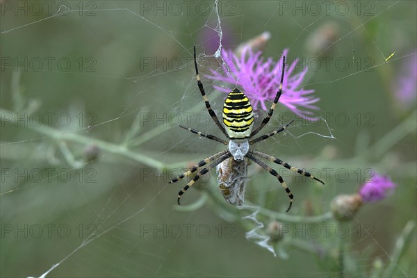 Wasp spider