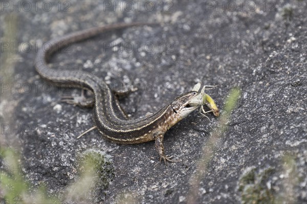 Viviparous lizard