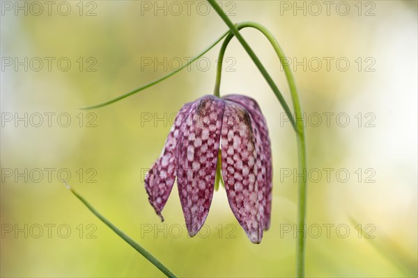 Snake's head fritillary