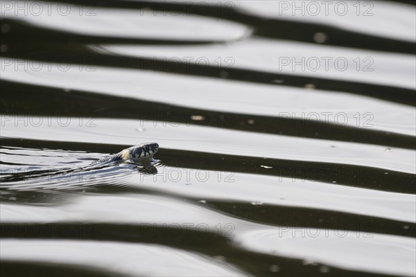 Grass snake