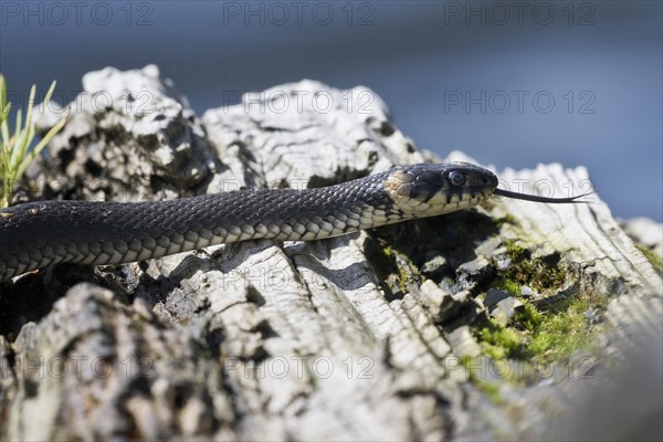 Grass snake