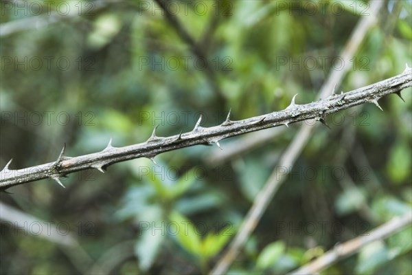 Close up bush thorns