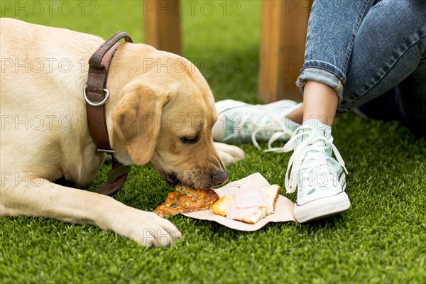 Dog eating sandwich park