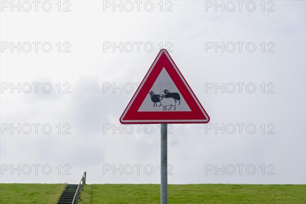 Road sign with sheep in front of a dike on Terschelling