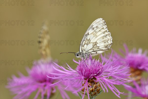 Marbled white