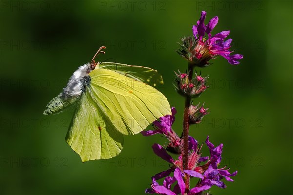 Brimstone