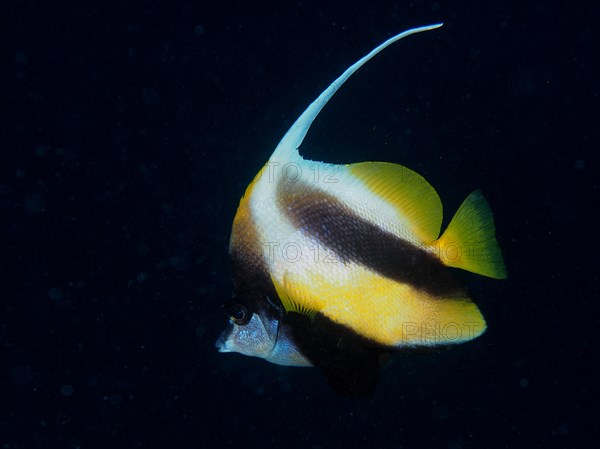 Red sea bannerfish