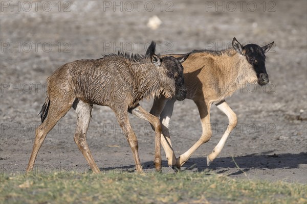 Wildebeest