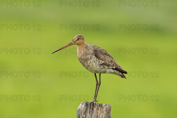 Black-tailed Godwit