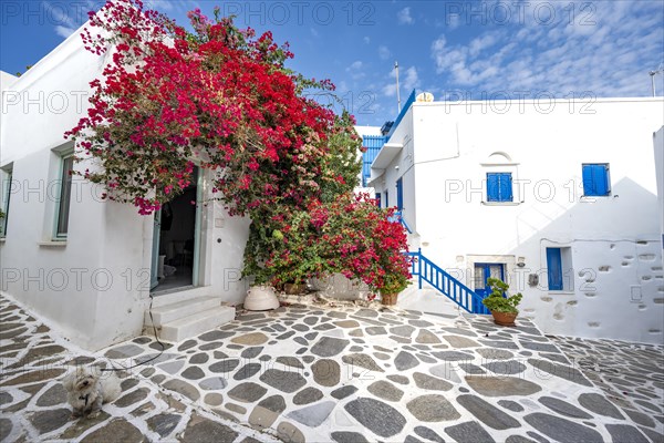 White Cycladic houses with red bougainvillea