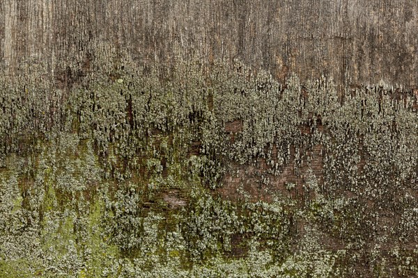 Aged wood with surface moss
