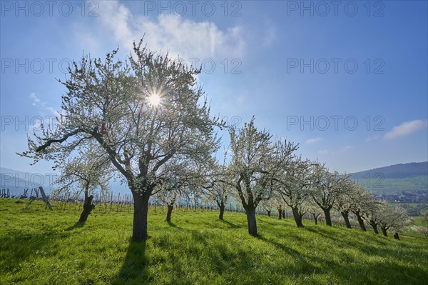 Plum tree