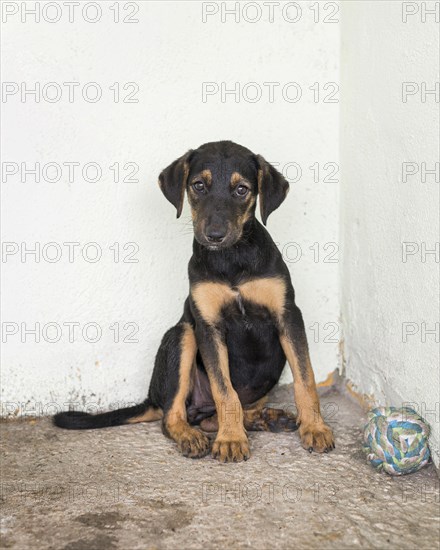 Cute rescue dog shelter waiting fostered