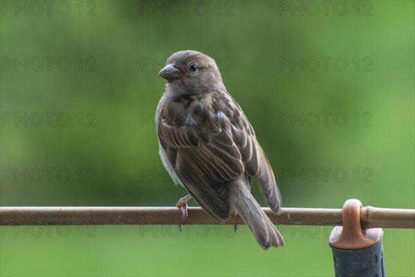 Young Tree sparrow