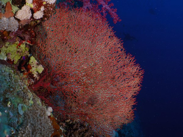 Red knot coral