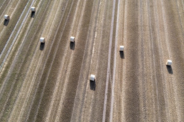 Rolls of straw lying on a harvested field