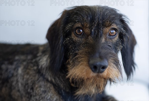 Rough-haired dachshund