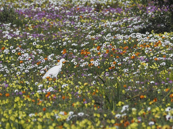 Yellow-billed egret