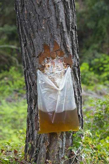 Extraction of resin