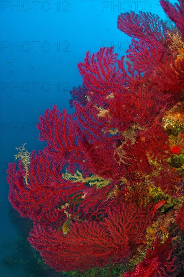 Fan coral Horn coral Red gorgonian