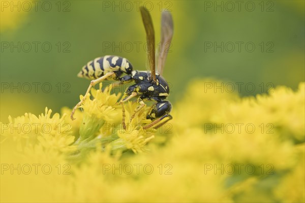 European paper wasp