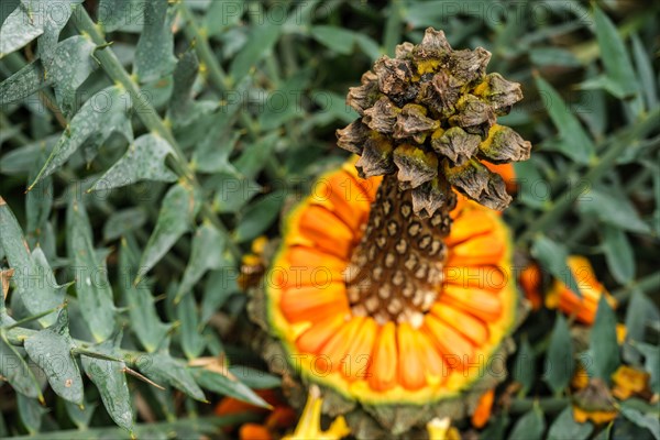 (Encephalartos) horridus aka Eastern Cape blue cycad cone close up. Selective focus shallow depth of field