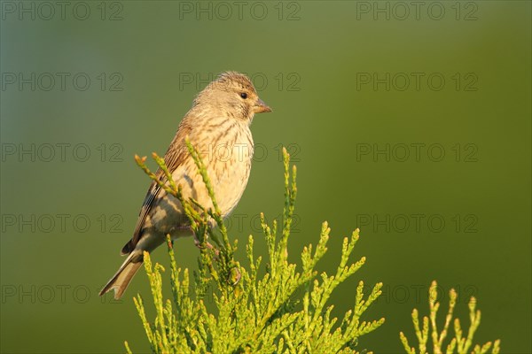 Linnet