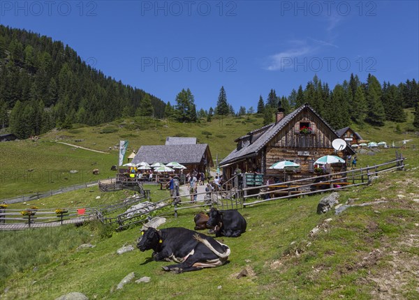 Herd of cattle in front of the Fahrlechhuette at the Duisitzkarsee