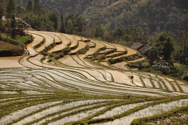 Terraced rice paddy and mountains in Lao Cai