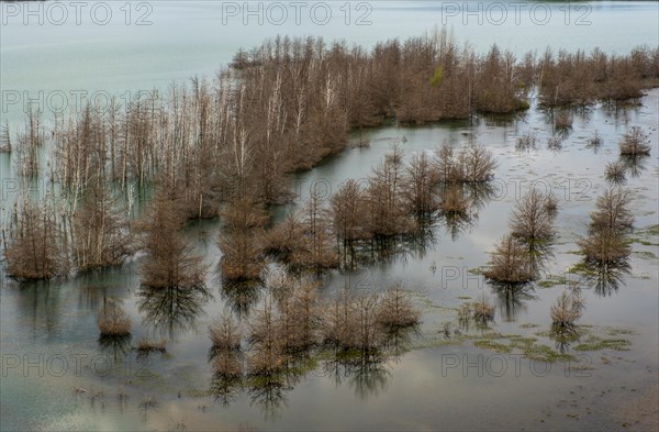 Trees in Lake Sedlitz