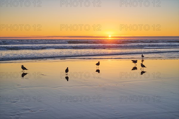 Seagulls on beach sund at atlantic ocean sunset with surging waves at Fonte da Telha beach