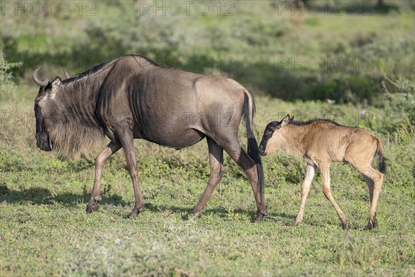 Wildebeest