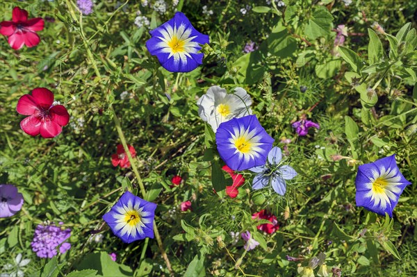 Summer meadow