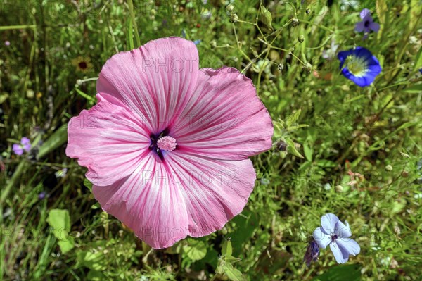 Summer meadow with annual mallow