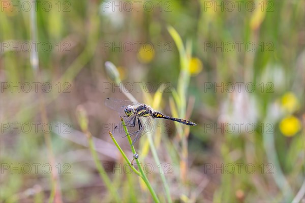 Black darter